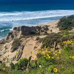 Torrey Pines State Reserve