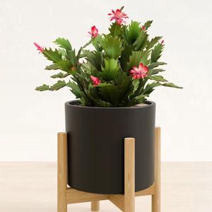 Medium Self-Watering Holiday Cactus For Sale | easyplant