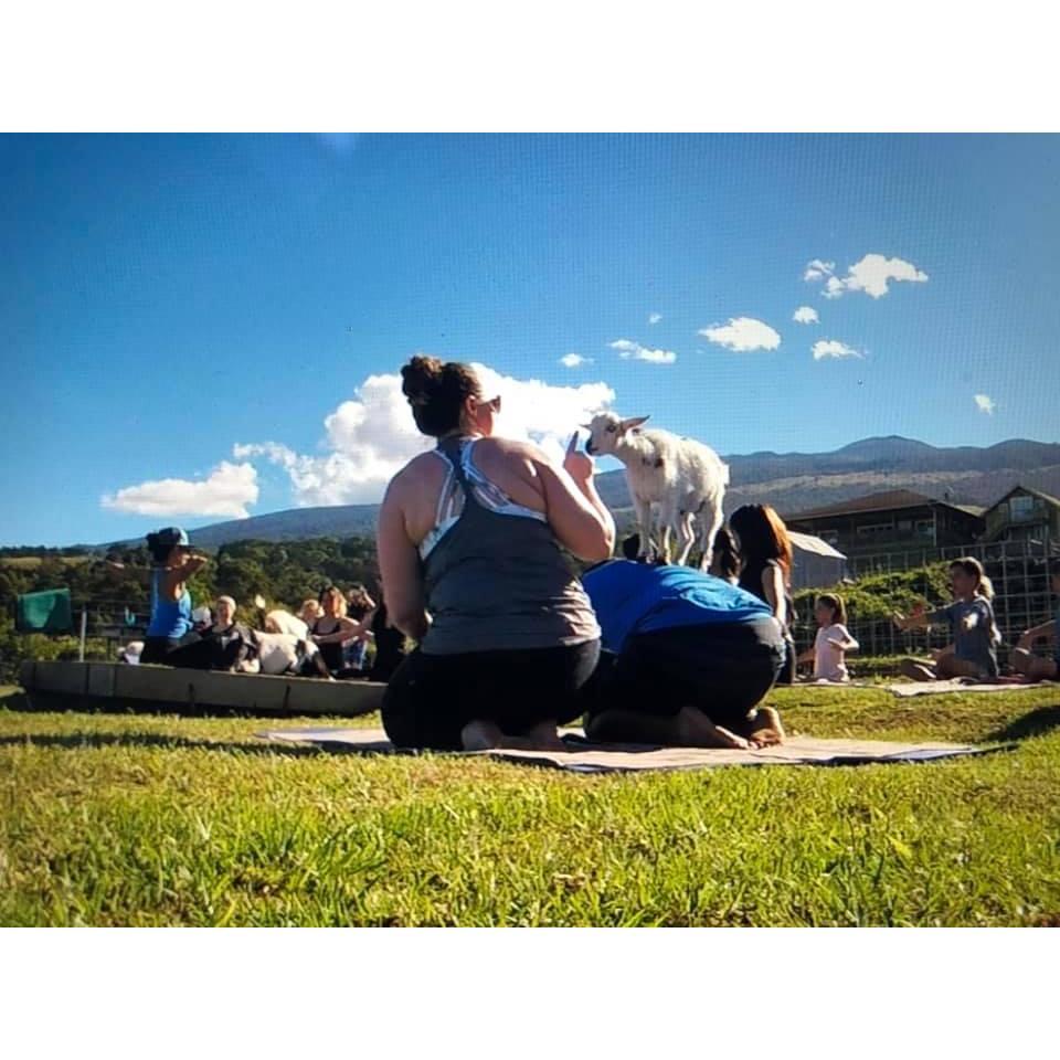 Goat yoga in Kula, Maui