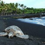 Punaluʻu Beach