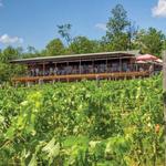 Robibero Vineyard