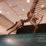 Museum of Arts and Sciences