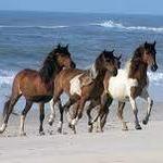 Assateague Island National Seashore