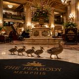 The Peabody Memphis Hotel - Duck Sighting