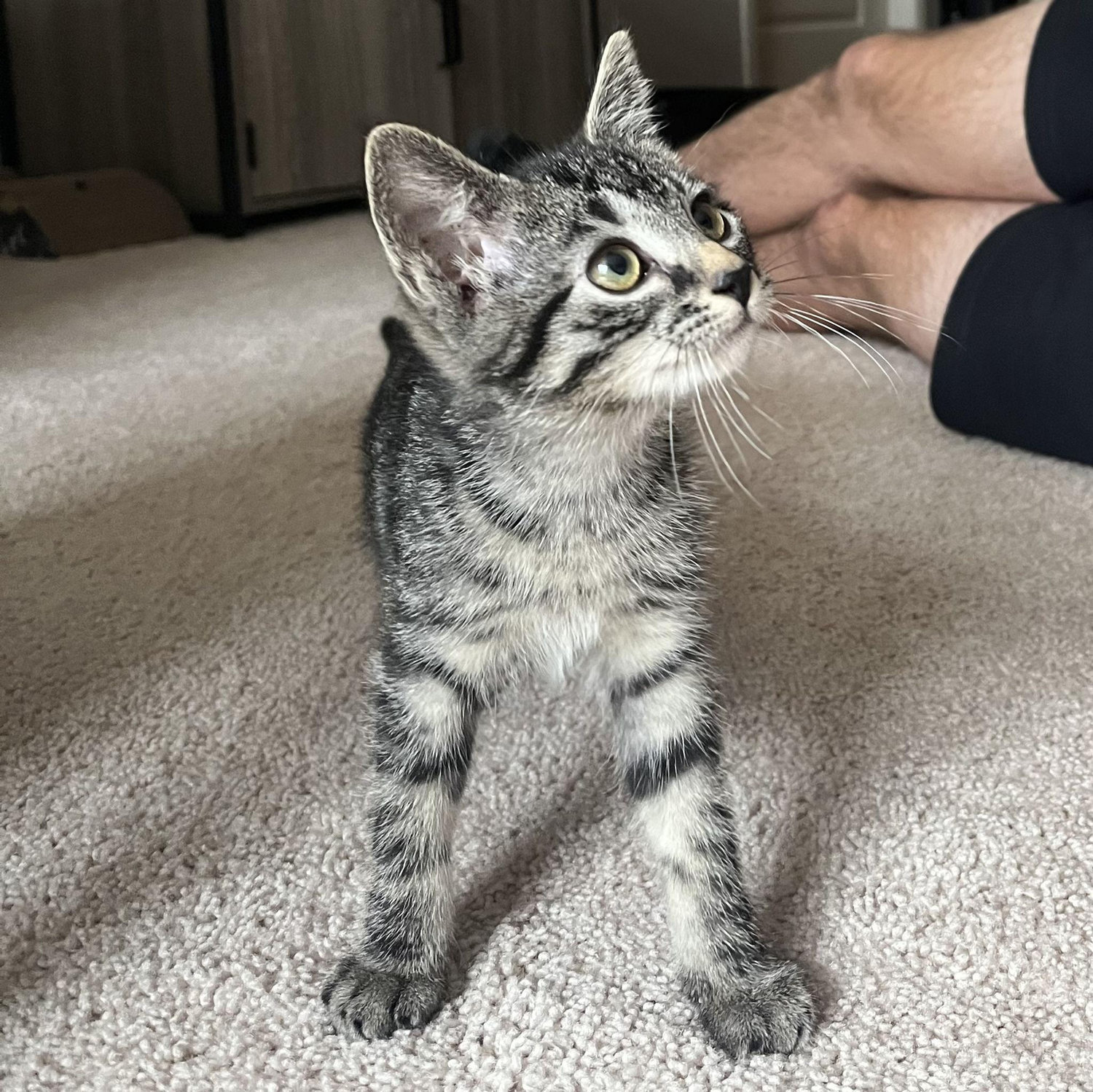 Boomer joins the family! :) - 2022