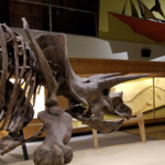 Cleveland Museum of Natural History