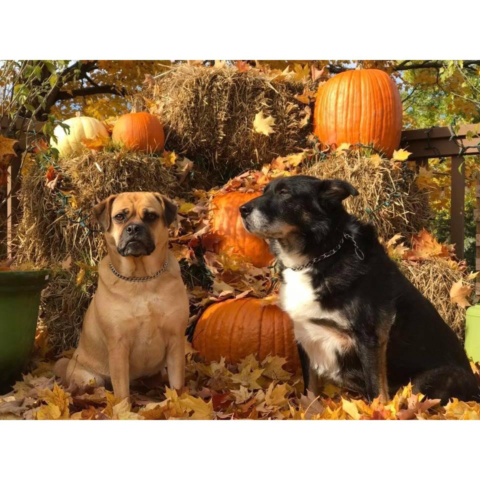 Georgia and Buddy, fall photo session with mom