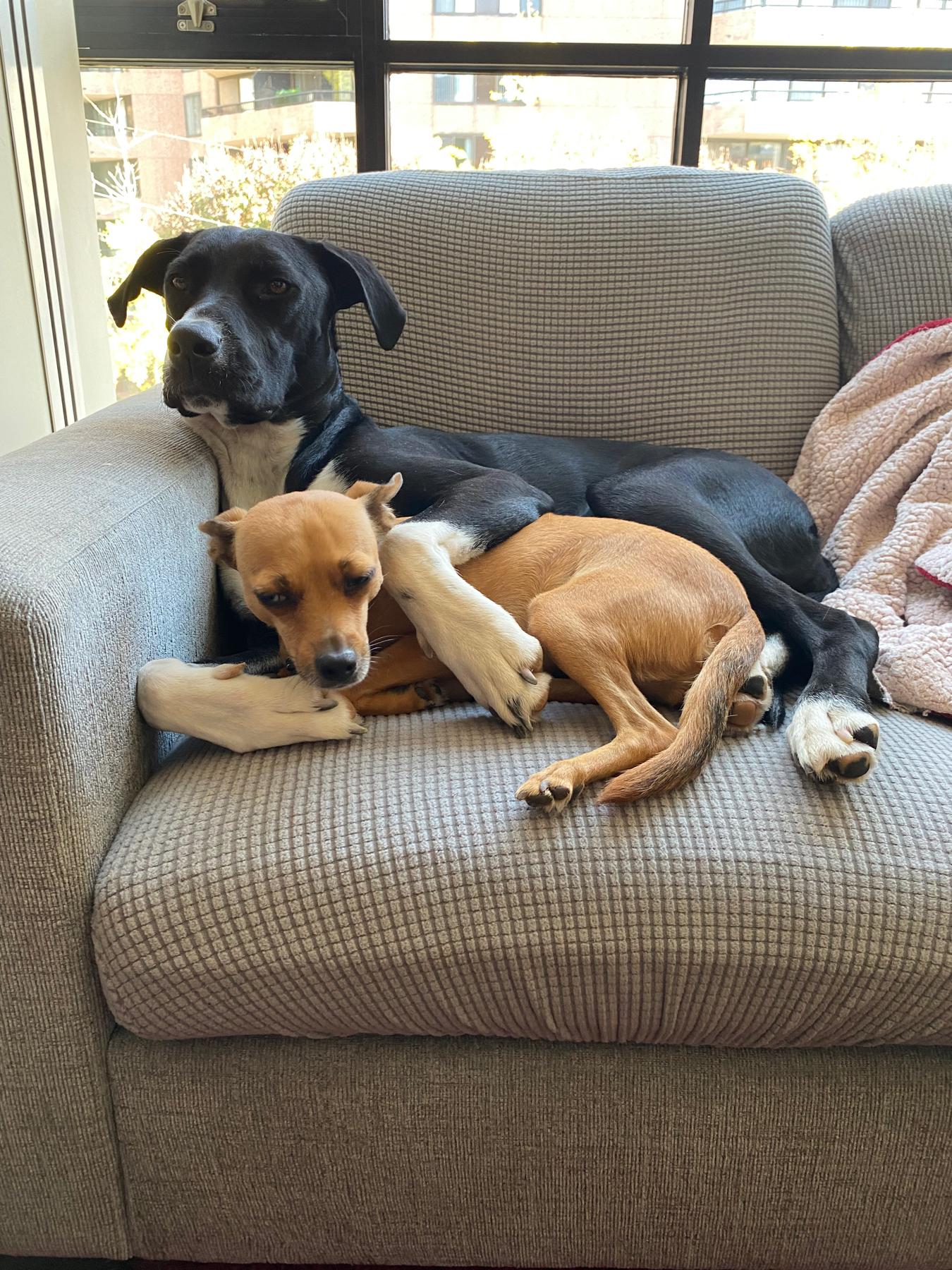 Best friends, snuggling
