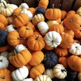 Linvilla Orchards