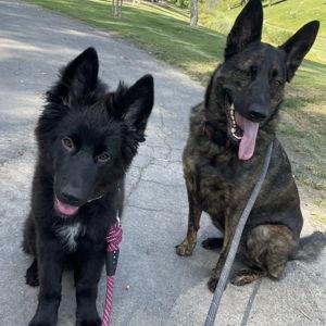 Freya & Roary's Treat Fund