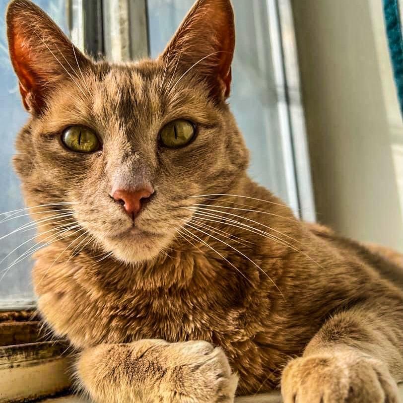 This is our cat Max