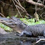 Wekiwa Springs State Park
