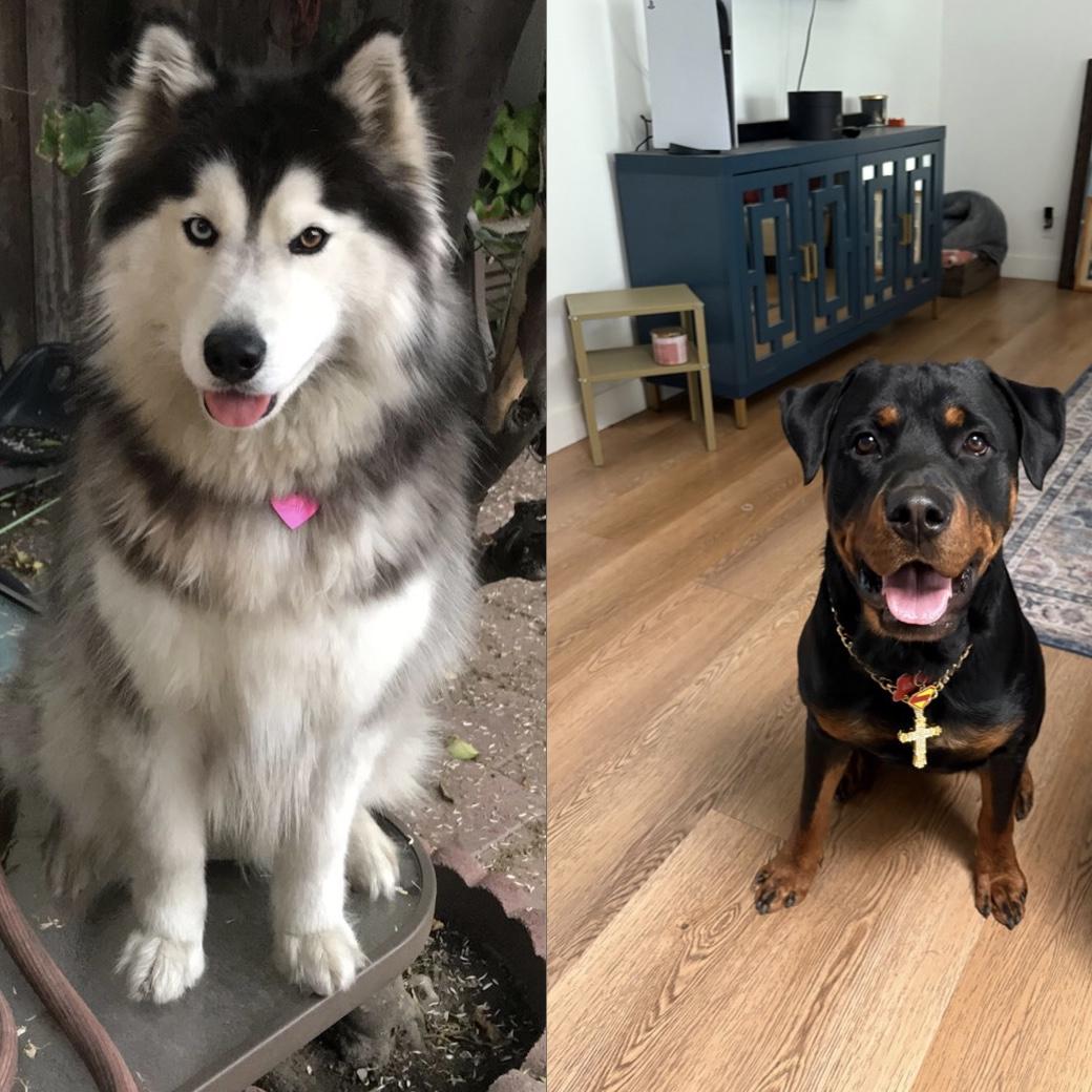 Our fur babies. Shia & Deuce <3