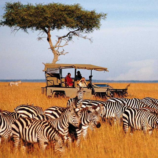 Honeymoon Fund: 1 Day on Safari in Kenya
