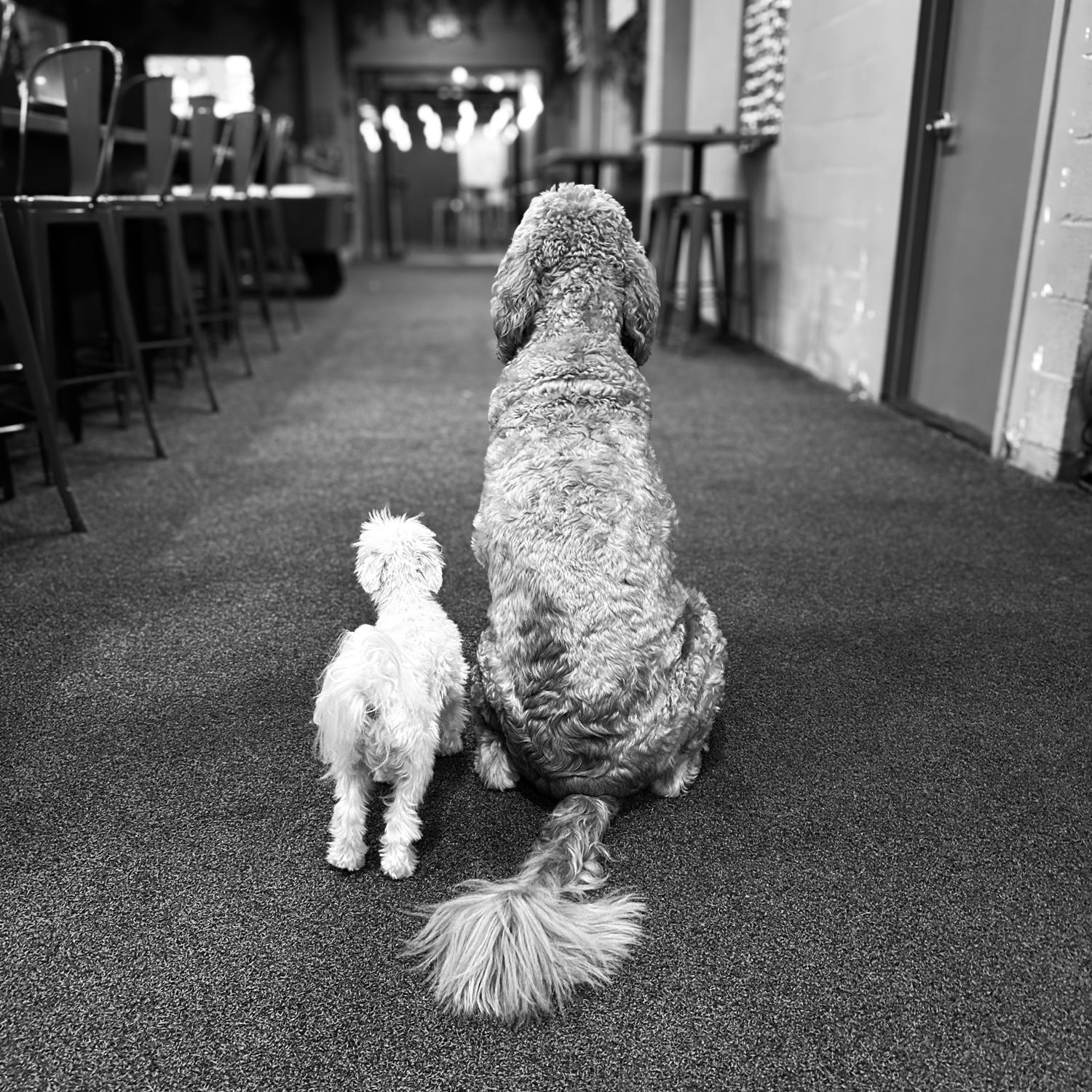 Our fur-babies - Chandler & Cooper <3