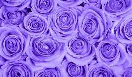 The Wedding Website of Lorelei Hauser and Andrew Hauser