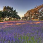 Clairmont Farm Lavender Co