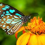 The Key West Butterfly and Nature Conservatory