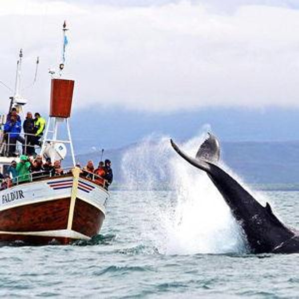 Whale Watching Tour for Two