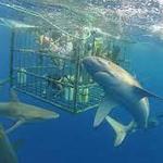 North Shore Shark Adventures (Swim with Sharks)