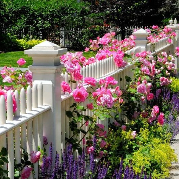 Backyard Fence