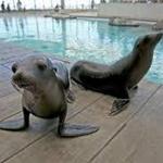 New England Aquarium
