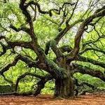 Angel Oak Tree