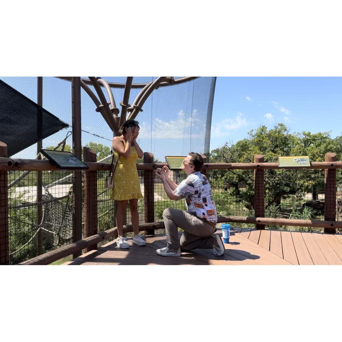 The moment Bailey turned to see Jeston on one knee at the zoo! (August 2024)