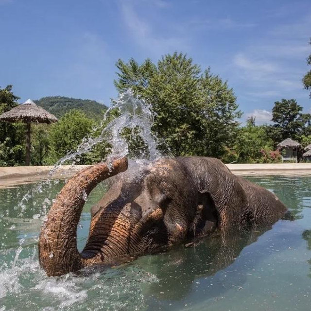 Visit an Elephant Sanctuary in Thailand