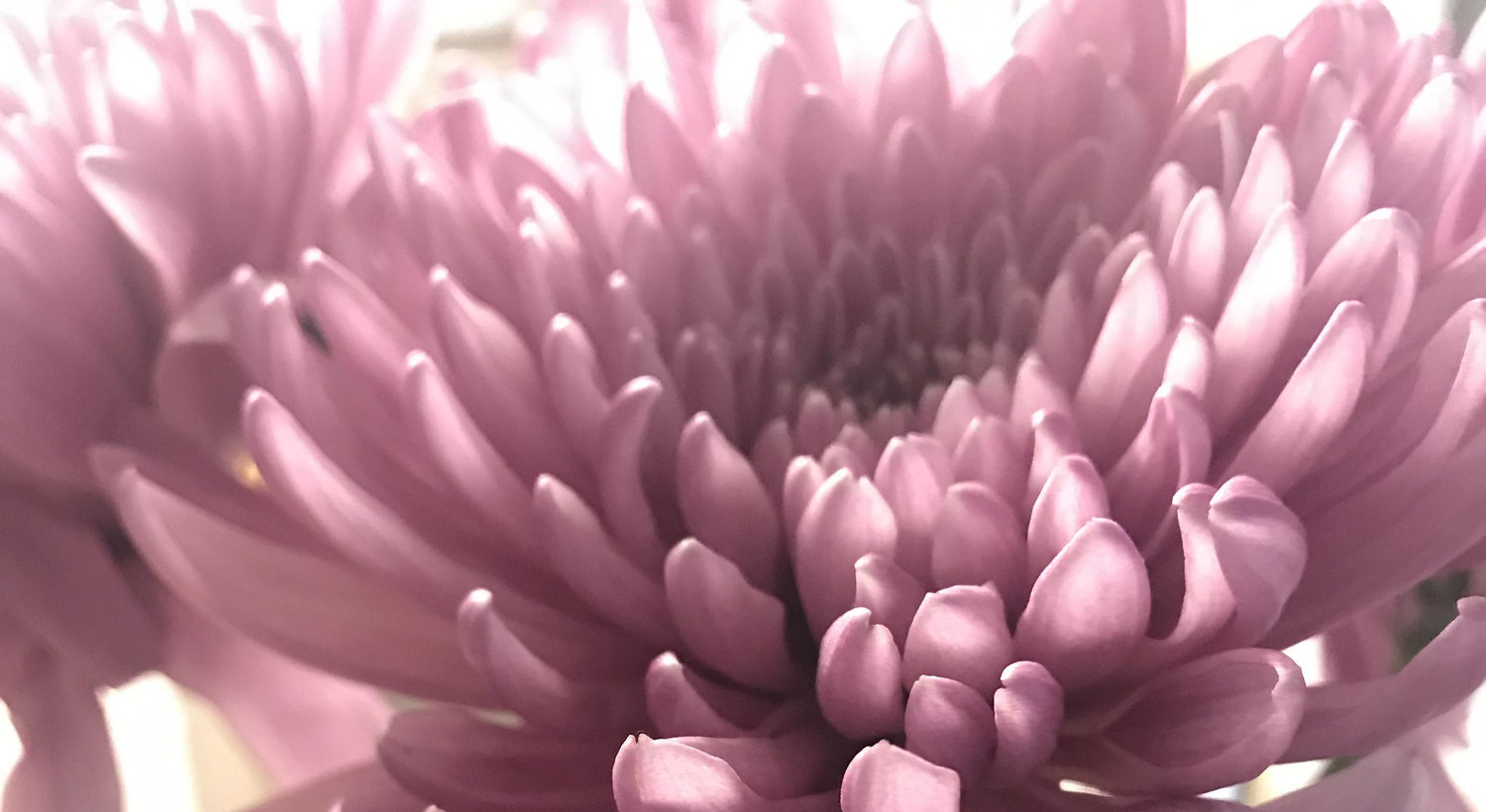 Footer image