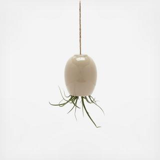 Hanging Air Plant Pod