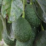 Choice Avocados