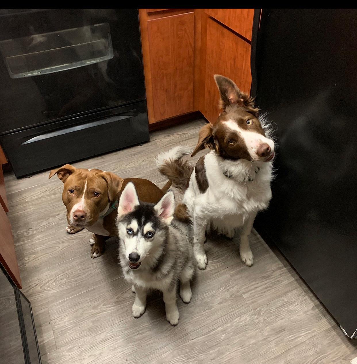 Dinner or outside?