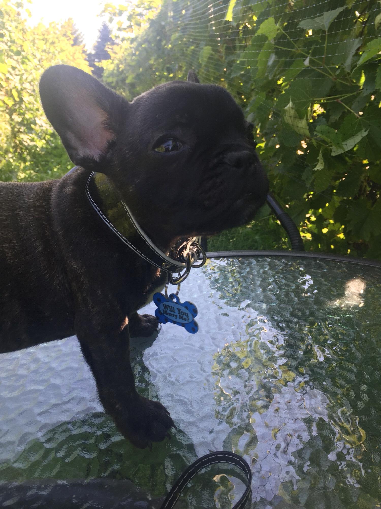 This is Manchego. He is the engagement ring Matt proposed with. The little dog tag says "Will you marry me?"