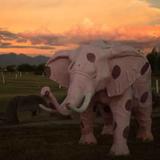 Elephant Ranch