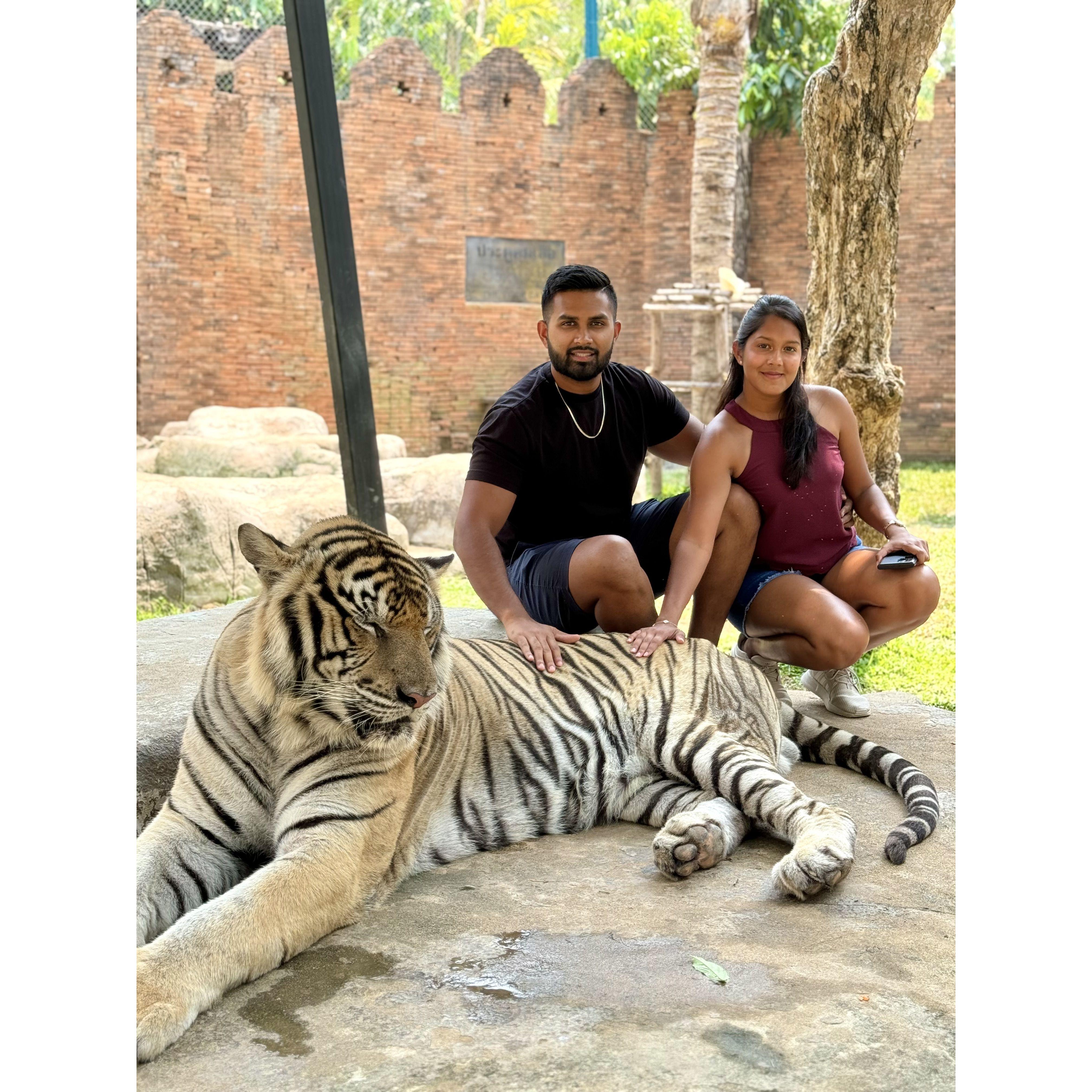 Petting a tiger — one risky decision at a time! 🐅😂