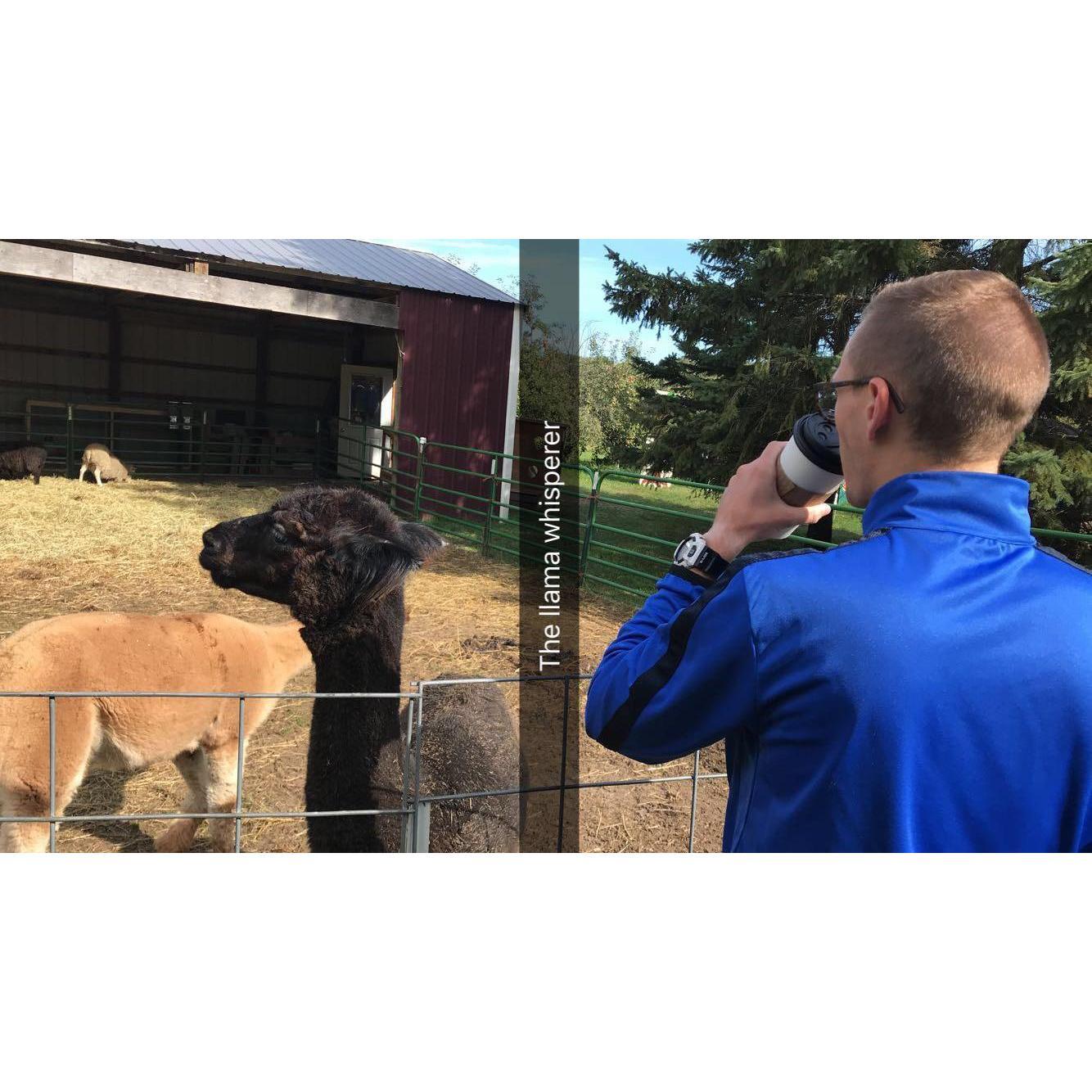 Llama