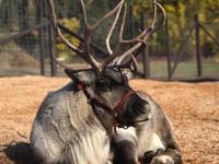 Leavenworth Reindeer Farm