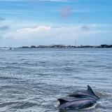 Baywatch Dolphin Tours