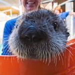 SeaWorld San Diego