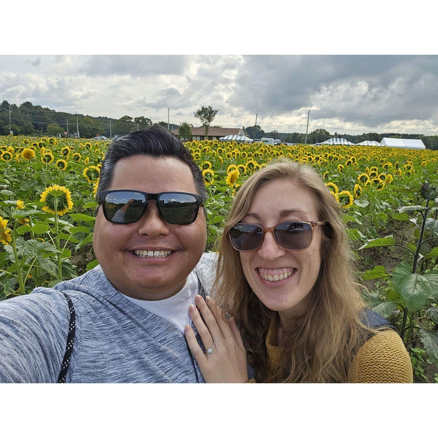 Engagement day amongst the sunflowers. September 2023