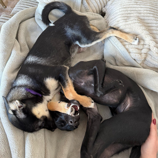Dog Farm Stay Fund – For Our Fur Babies