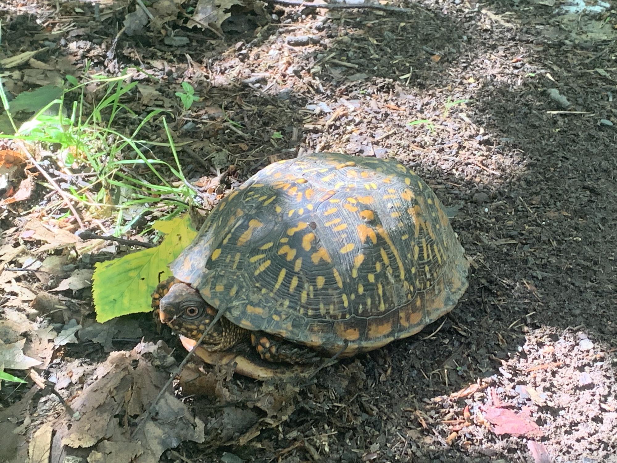 Mr. Box Turtle