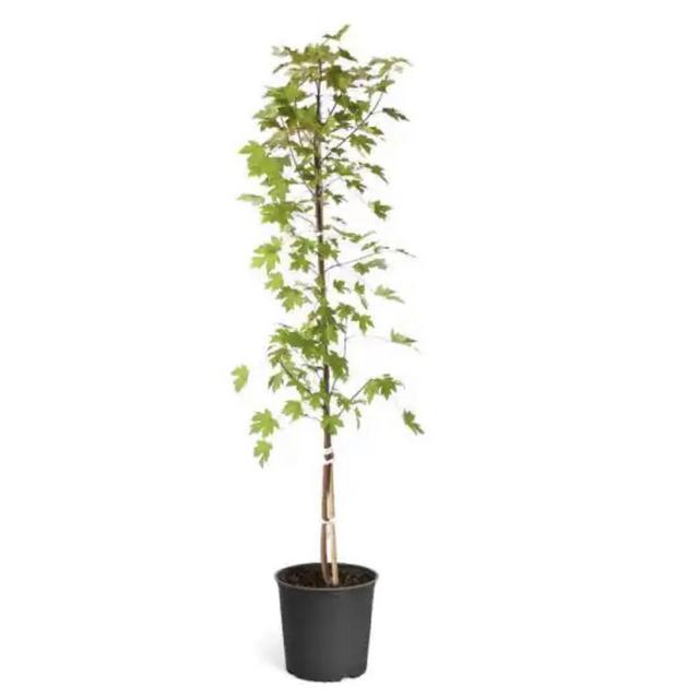 Mid-sized tree (5 gallon pot)