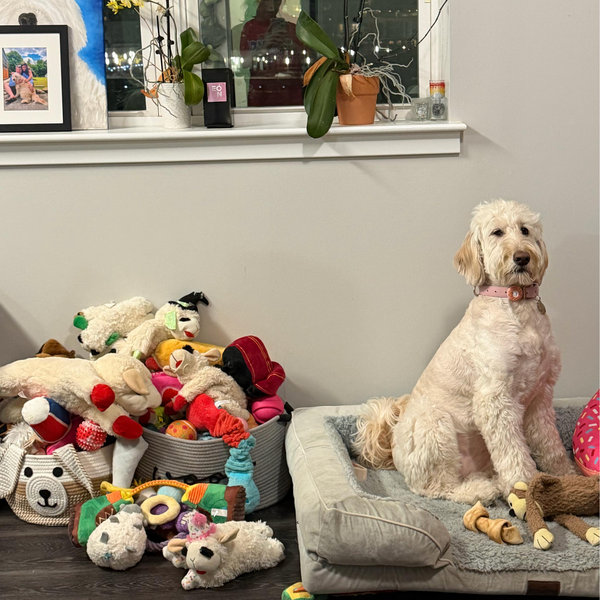 Our Pet Toy Fund