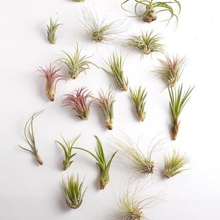 Assorted Tropical Tillandsia Air Plants, Set of 20
