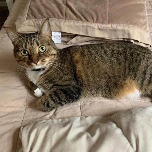 Lindsey's cat, Nani