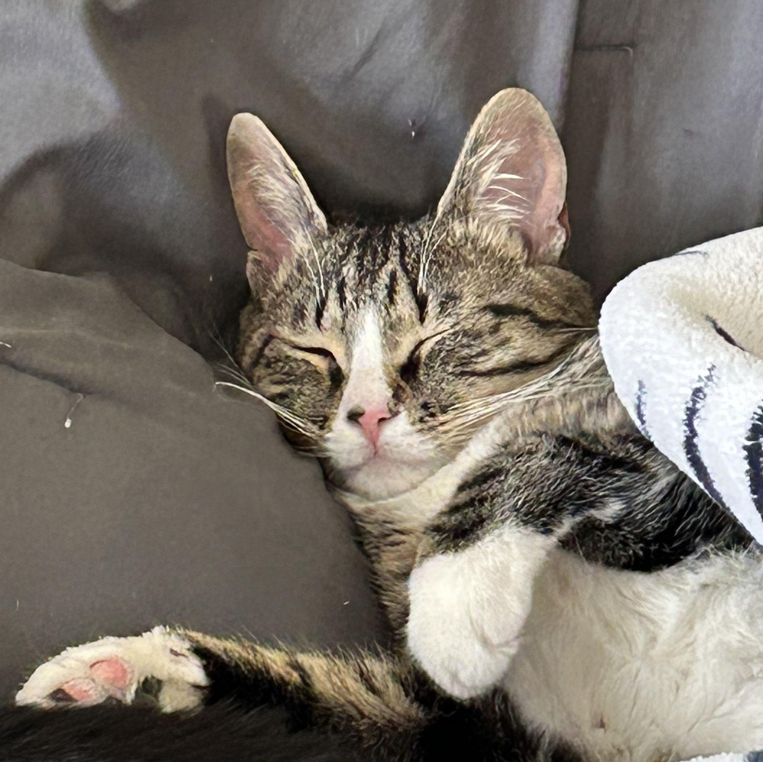 Little Kocho