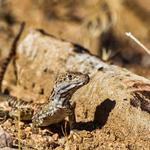 Pioneertown Mountains Preserve
