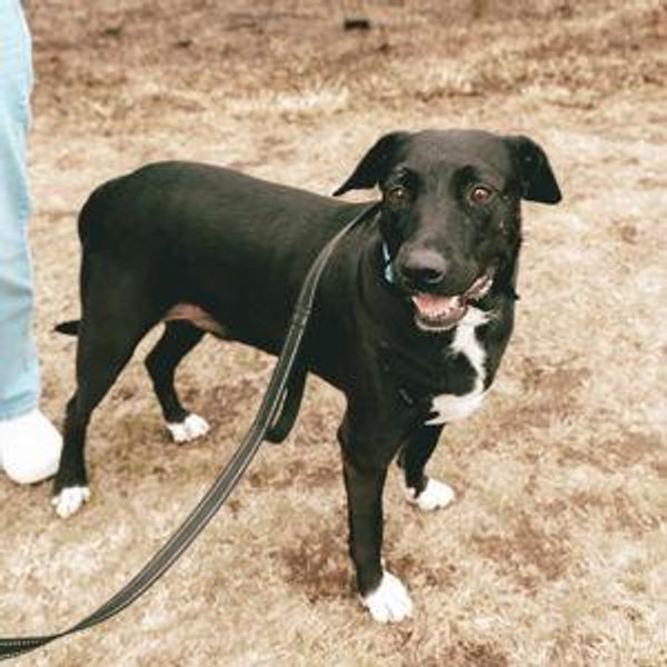Donation to Kansas City Kansas Animal Services